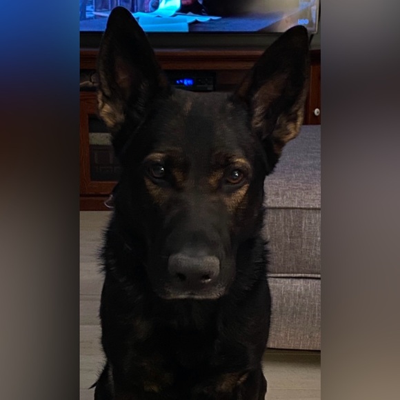 Meet your Posh Ambassador Jacquelynn - Picture 3 of 4